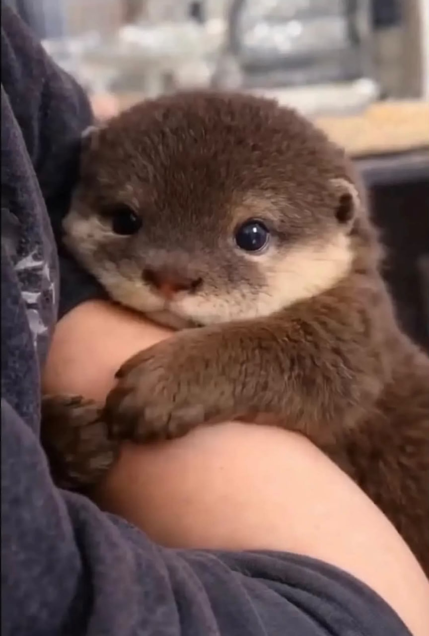 可愛動物壁紙